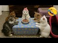 Hilarious The Funniest Dogs And Cats Part 8