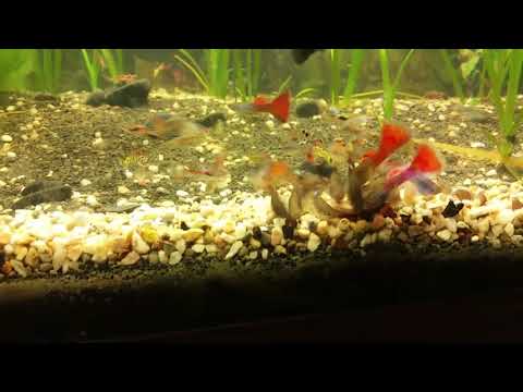 Watch Video on YouTube