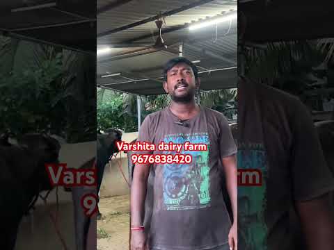 Varshita dairy farm  25 October 2025 #baffalo
