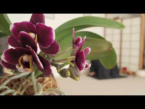 Neo Zen - Lebendiger Buddhismus(Teisho 004):  Form ist Leerheit und Leerheit ist Form