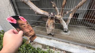 ハクビシン vs 野獣先輩