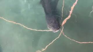 Cá chình bông nuôi bể xi măng nước trong vắt