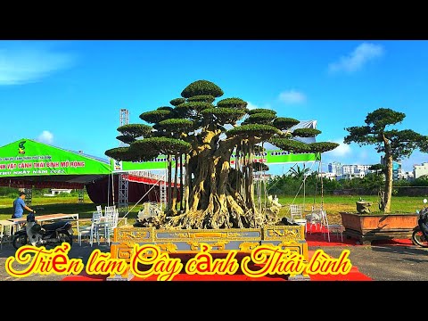 TP ĐẠI THẾ VÂN TÙNG Tại Triển lãm Cây cảnh TP Thái bình