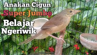 Download lagu Anakan Cigun Belajar Ngeriwik || Calon Guru Vokal mp3