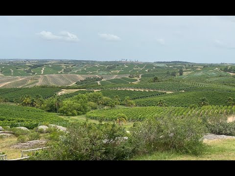 Bodega Garzón, fine wine from Uruguay