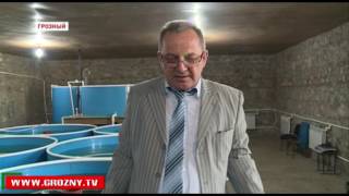 Житель Грозного организовал частное хозяйство по выращиванию осетрины 