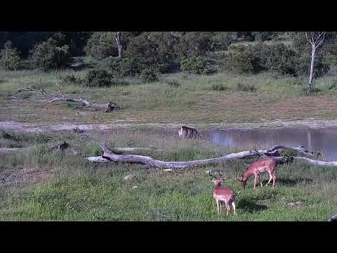 Djuma: Warthogs, Egyptian Geese, Waterbuck and Impalas - 16:45 - 12/30/21