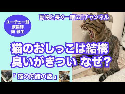 うちの猫が臭いのはなぜですか?