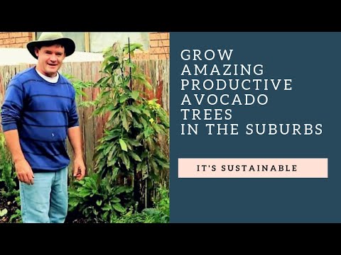 Small Space Dwarf Avocado Tree Tips From Martys Garden