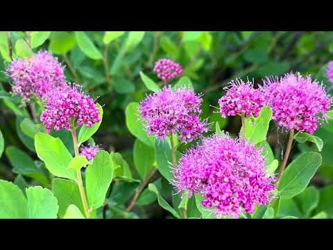 Wild flowers 💐 Mount Rainer National Park, Washington , July 2023 @Nasiba-world
