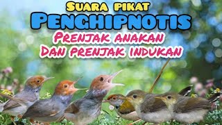 Download lagu Suara Pikat Prenjak Ribut Legendaris Paling Ampuh  mp3