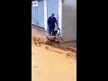 Man Rescues Dog - Credits: Unknown 🎥