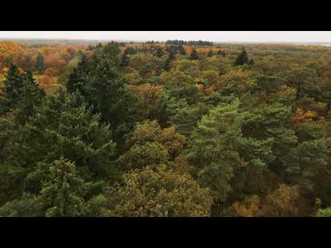 Autumn @ Het Leudal // DJI Mavic Air 2 // Cinematic