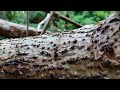 Neriid aggregation