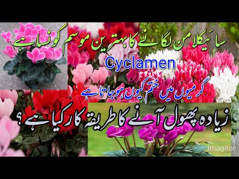 , title : 'Cyclamen Care Basic Step by Step .Indoor Growing Conditions.How to germinate cyclamen seeds.Cyclamen'