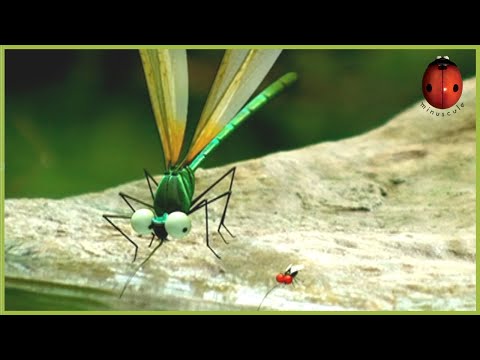 Dragonflies | Minuscule 🍃 60' Compilation