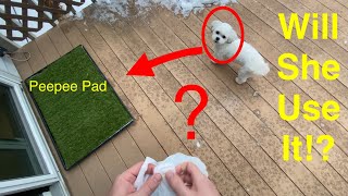 Puppy Potty Training | Pee Pad | Travel Pad | Artificial Grass 🐶
