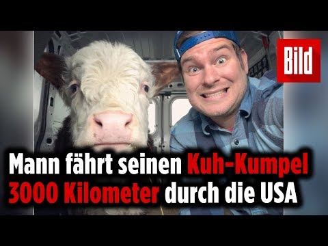 Damit er nicht erblindet: Dan fährt seinen besten Freund quer durch die USA zum Tierarzt