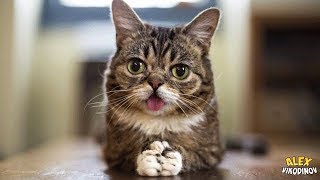 10 КОШЕК МУТАНТОВ, которые ЗАСТАВЯТ ВАС ПРОСЛЕЗИТЬСЯ