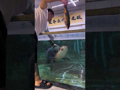 Two small fish turn giant, what the man does next will shock you...