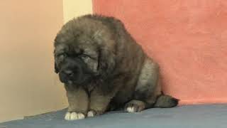 Caucasian Shepherd Puppies Videos