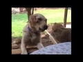 Cat tries to steal Treat from Dog   regrets it instantly