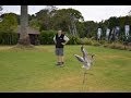 Auckland Zoo S Flamingo Chick Stretches Its Wings