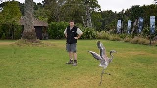 preview picture of video 'Auckland Zoo's flamingo chick stretches its wings'