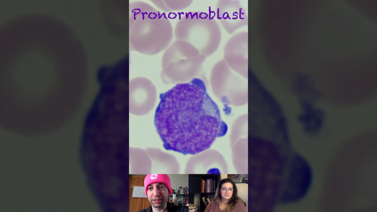 Pronormoblast Morphological Characteristics