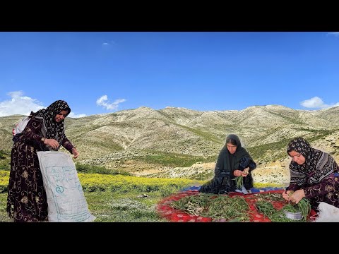 Herbal Traditions: Nomadic Women Harvesting Medicinal Plants🏕️🍃