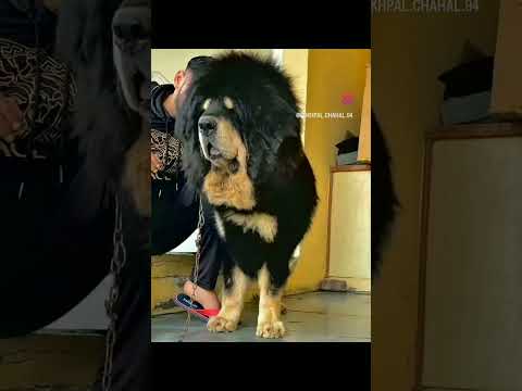 tibetan mastiff puppy available 31 day for punjab |