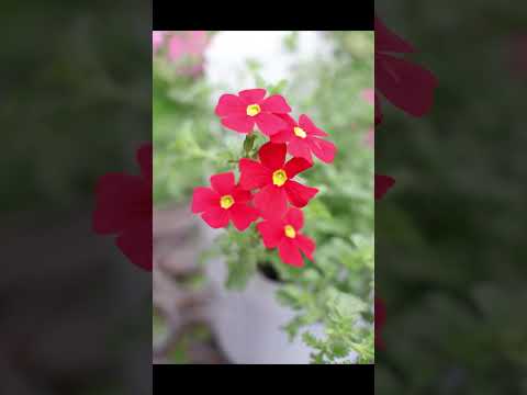 園芸 キキョウホウセンカ、キキョウインパチェンス