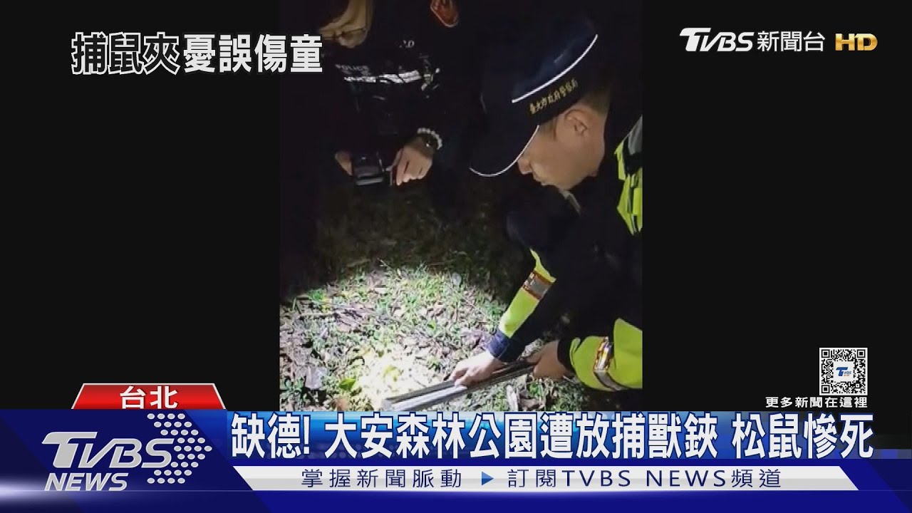 缺德!大安森林公園遭放捕獸鋏 松鼠慘死