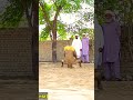Asif Pehlwan Mochi Frontflip Wrestling Workout Kushti Motivation
