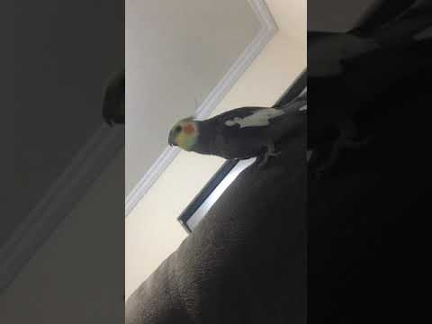 Guga cantando Hino do Flamengo