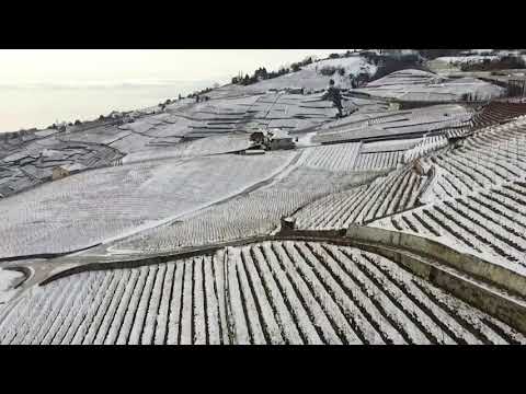 Drone footage shows Swiss vineyards under snow