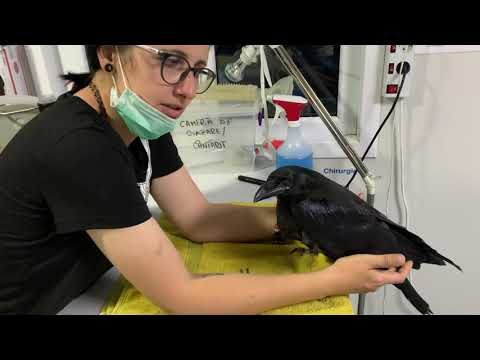 Feeding of a juvenile raven