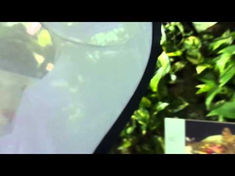 Crittercam: Actias luna NHM 02-07-13