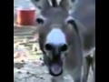 V�deo de burro a rir