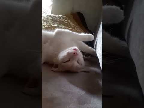 Highlight 0:00 - 2:20 from dhamakadharmesh is live!