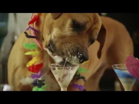 los Intrépidos feat Gerardo #PARY (UNOFFICIAL)