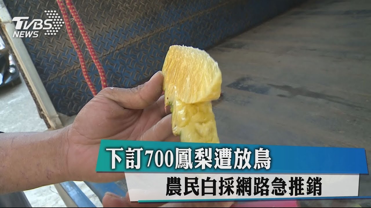 下訂700鳳梨遭放鳥 農民白採網路急推銷