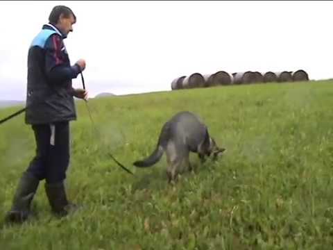 Penny z údolí Úpy (Dinoso vom Eisernen Kreuz x Chalsea z údolí Úpy) tracking 10 months