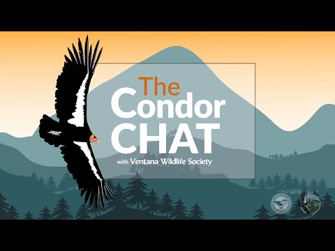 May 2024 - The Condor Chat with Ventana Wildlife Society