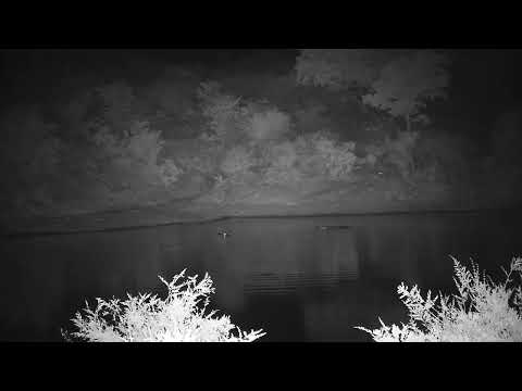 Djuma: Two Hippos in the dam - 02:08 - 11/05/2023