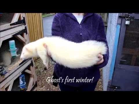 image-What is the world's largest ferret?