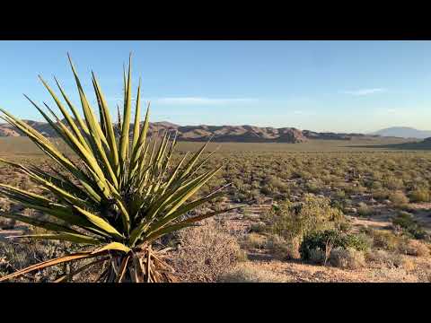 Joshua Tree Sunrise Sounds