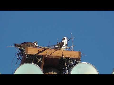 Osprey Building Nest