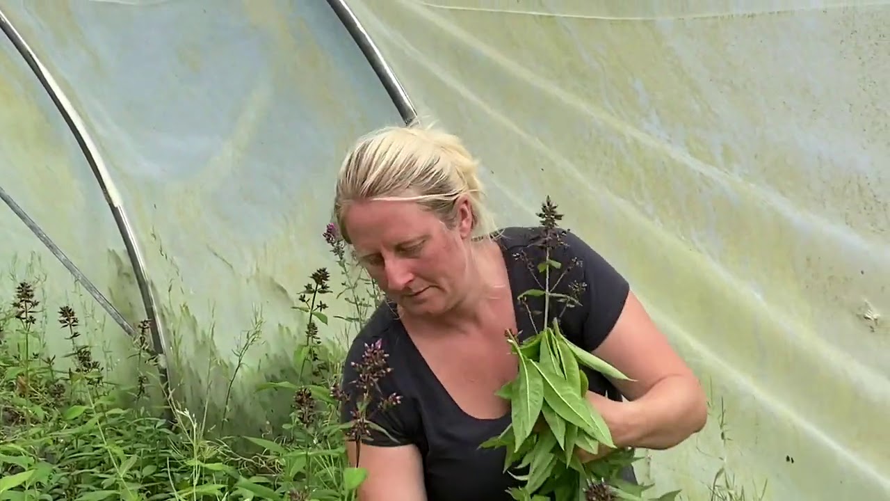 A tour of Cornish Blooms - our flower farm