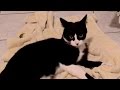 TuxedoTrio Cat Hisses At His Own Tail